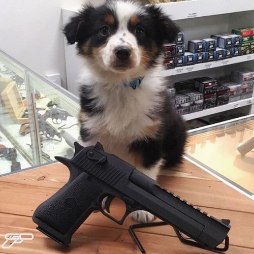 My puppy Bailey likes the big guns. Hung out today at...