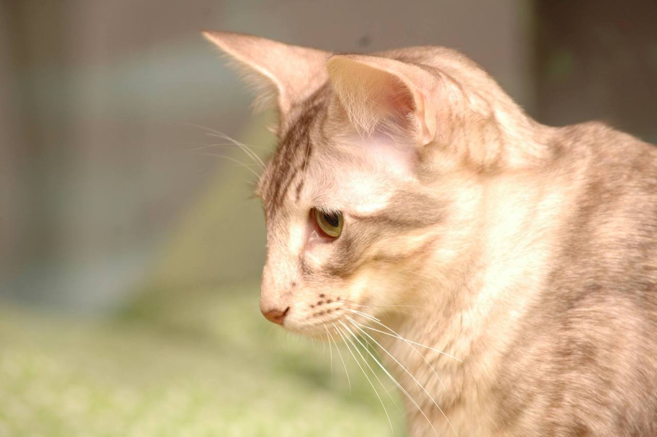 mackerel tabby mackerel tabby