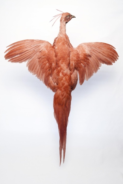 theoddcollection:Phoenix taxidermy by artist Harriet Horton...