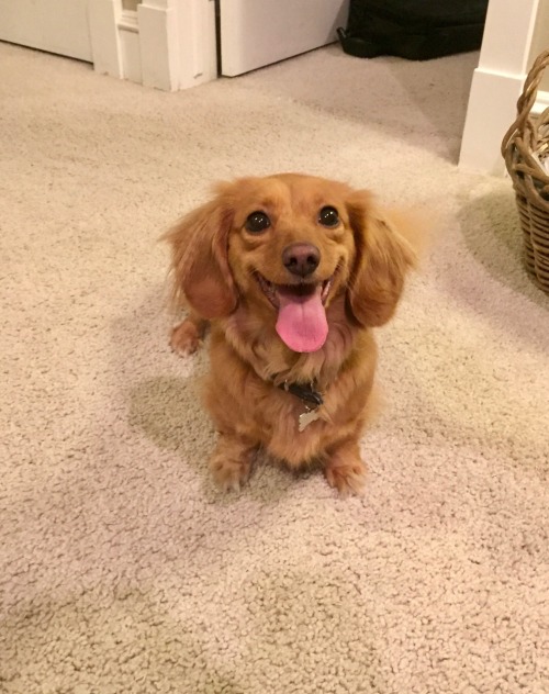 handsomedogs:This is Eleanor, she is a long-haired dachshund,...