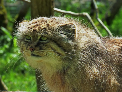 @Pallas Cat Appreciation!