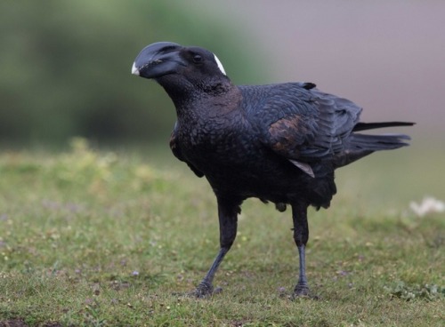 ainawgsd:Thick Billed RavenThe Thick-billed Ravens and the...