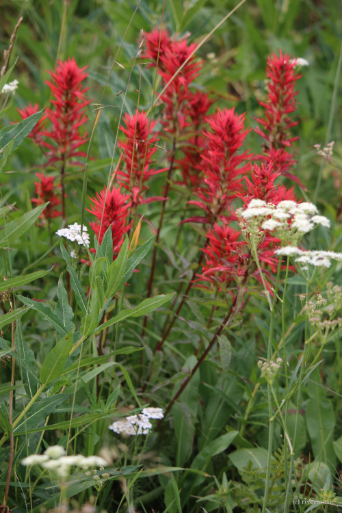 riverwindphotography:Late Summer on the Gallatin: Indian...