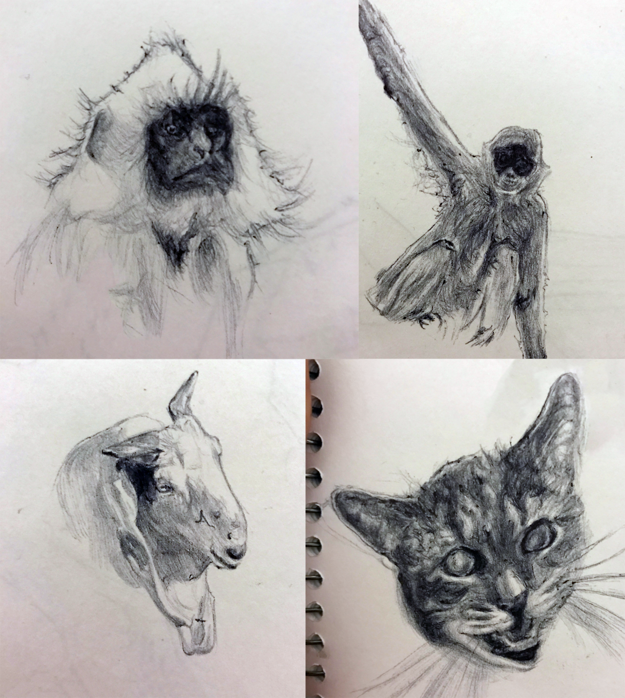 Yaymukund Four Drawings Clockwise A Monkey W A Beautiful