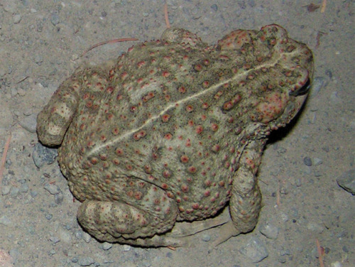 toadschooled:A chubby little boreal toad [also known as the...