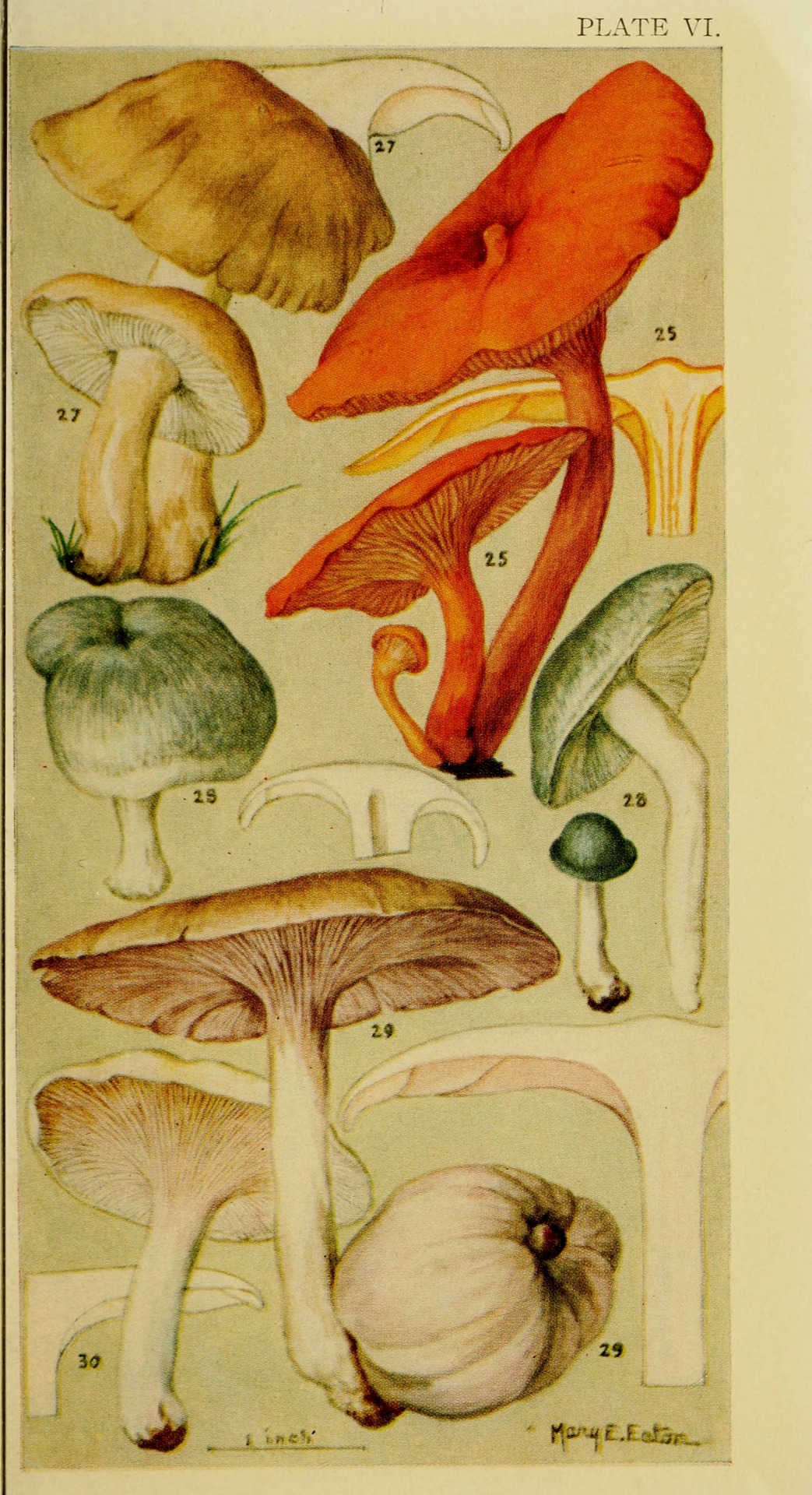Scientific Illustration Wapiti Field Book Of Common Gilled Mushrooms