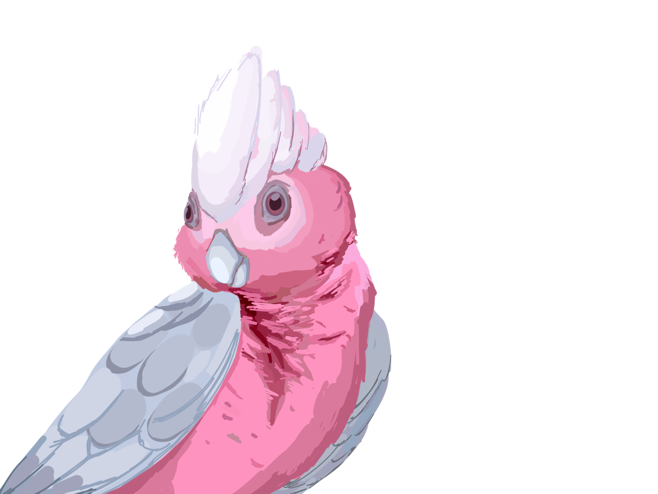 rose breasted cockatoo on Tumblr