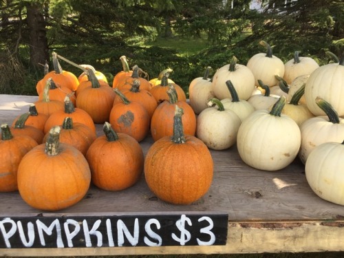 floralwaterwitch:I just adore cute little pumpkin stands on...