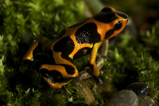 11 Orange Animals to Get You in the Spirit of Fall