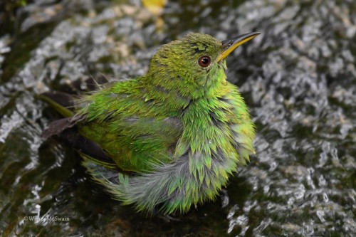 Female Green Honey Creeper taking a bathCosta Rica