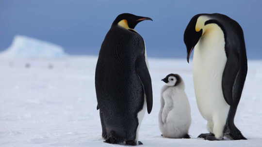 two penguin sending next to penguin baby and they looks sad