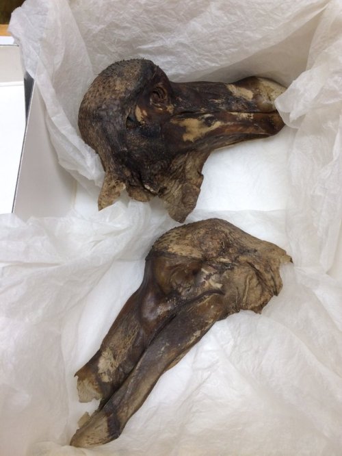 zoology mummies ornithology zooarchaeology taxidermy