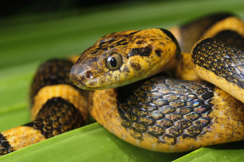 Reptile Facts Libutron Northern Cat Eyed Snake Leptodeira