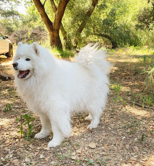 Ready to chase the ball, but the real question - will I bring it back? 🧐 . . . . . . . . . . . . . . #kofuandbella #samoyed...