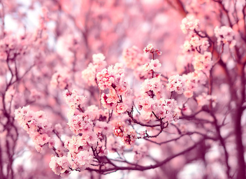 atraversso:Sign Of Spring - By bbvn_1Wish You A wonderful...