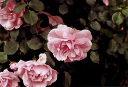 floralls: “ by ganzleiselaut ”