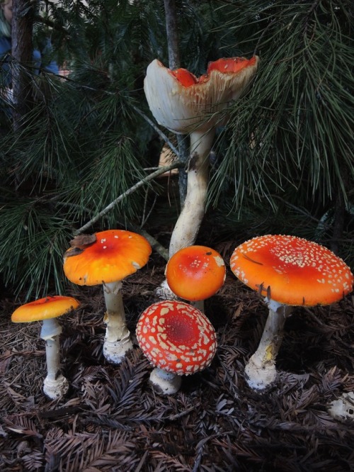 amanita muscaria amanita fly agaric toadstool mushrooms fungus fungi mushroom santa cruz fungus federation of santa cruz fungus fair fungus fair fungus federation of santa cruz