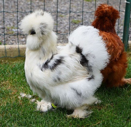 silkie chicken on Tumblr