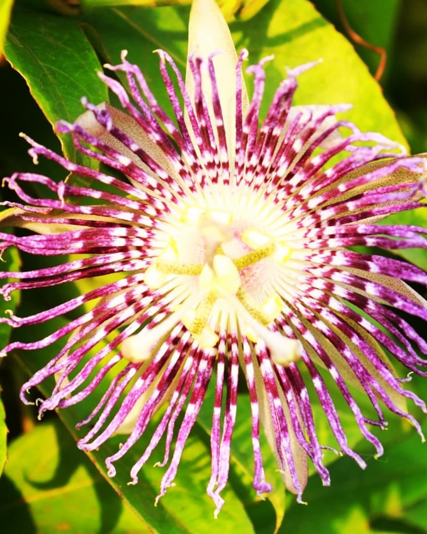Firoz Shaikh  Passiflora incarnata commonly known as 