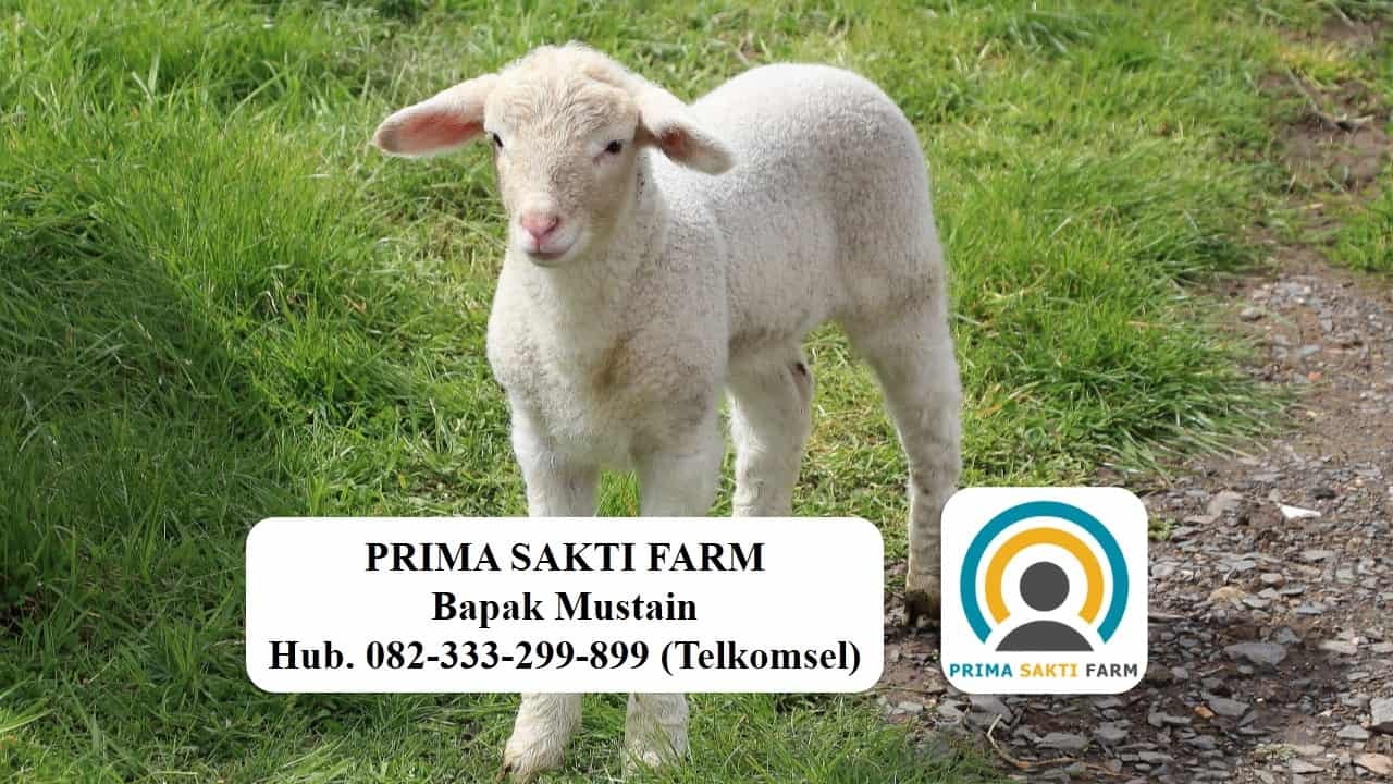 Distributor Domba Kambing Bojonegoro