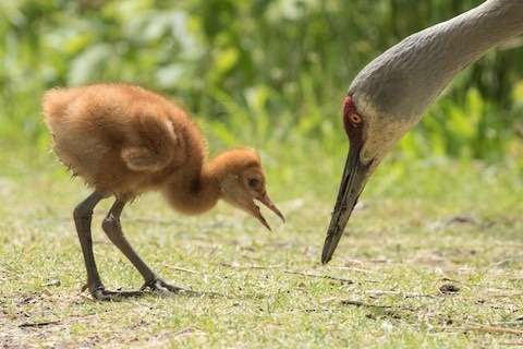 This Sandhill Crane Couple Adopted A Baby Goose Audubon >> Sandhill Crane Tumblr This Sandhill Crane Couple Adopted A Baby Goose Audubon >> Sandhill Crane Tumblr