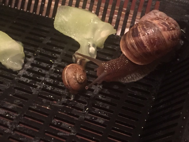 snail poop