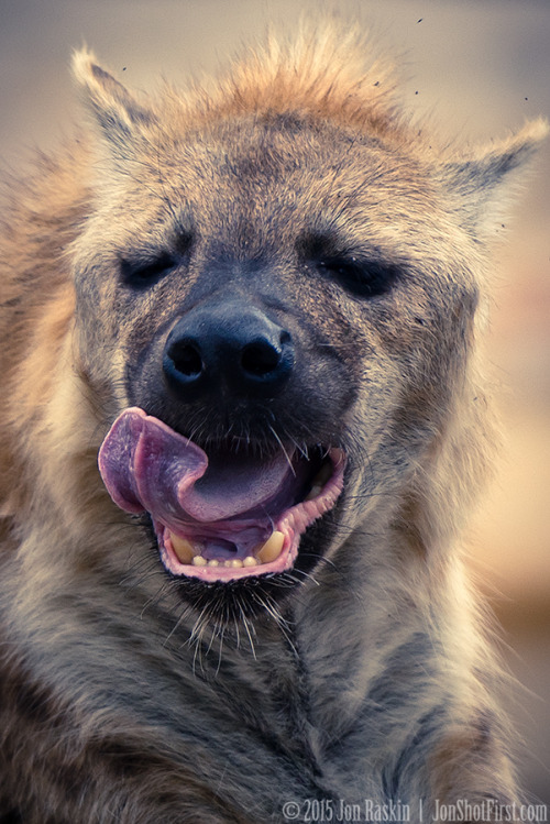 Yawning Hyena 