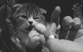 Котик грызет палец