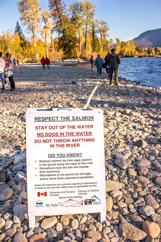 respect the salmon warning at the Adams River riverbank in British Columbia during the Sockeye salmon run 