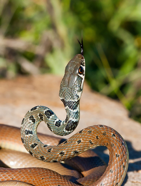 Nature and more: Slender Whip Snake - Platyceps najadum Also known...