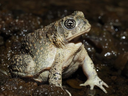 toadschooled
