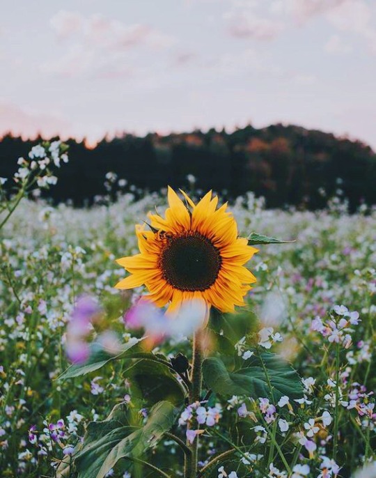 sunflower on Tumblr