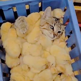this cat seems to be a  chick magnet