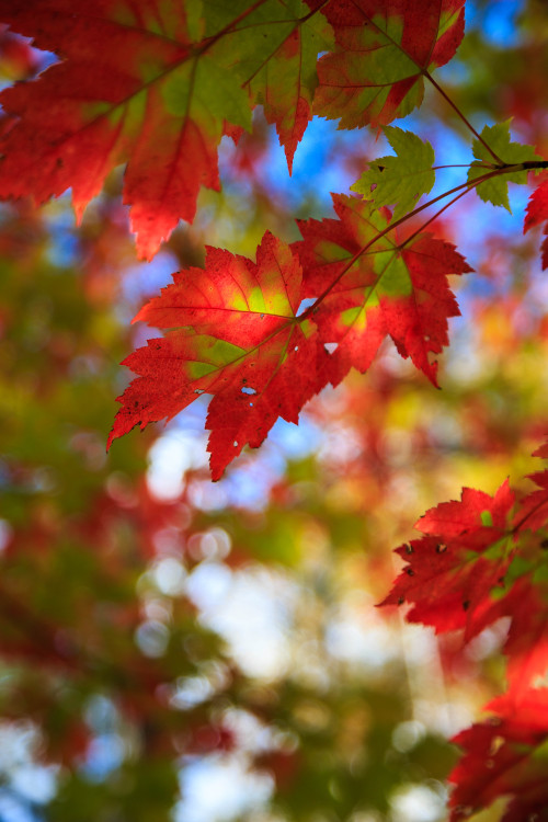 autumncamera:Chestnut Ridge