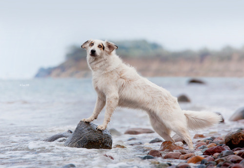 lainphotography:Diva (sheltie), Dundee (Aussie) and Daphne...