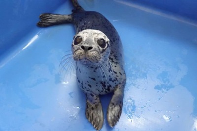 a chonky seal