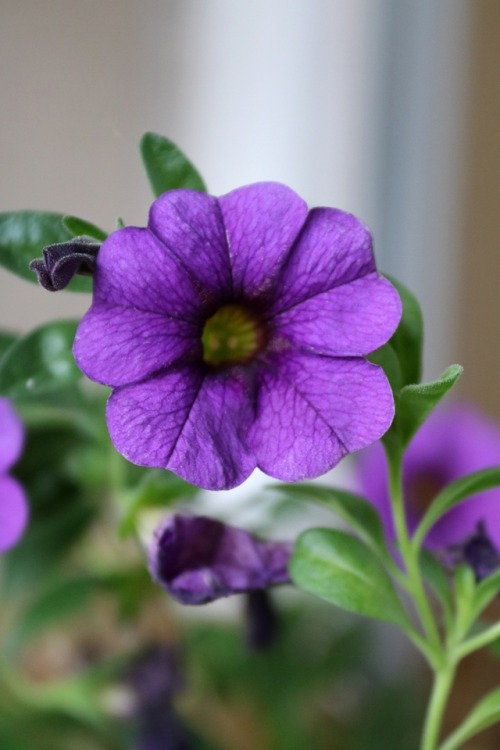 photographers on tumblr nature flowers petunia purple original photographers
