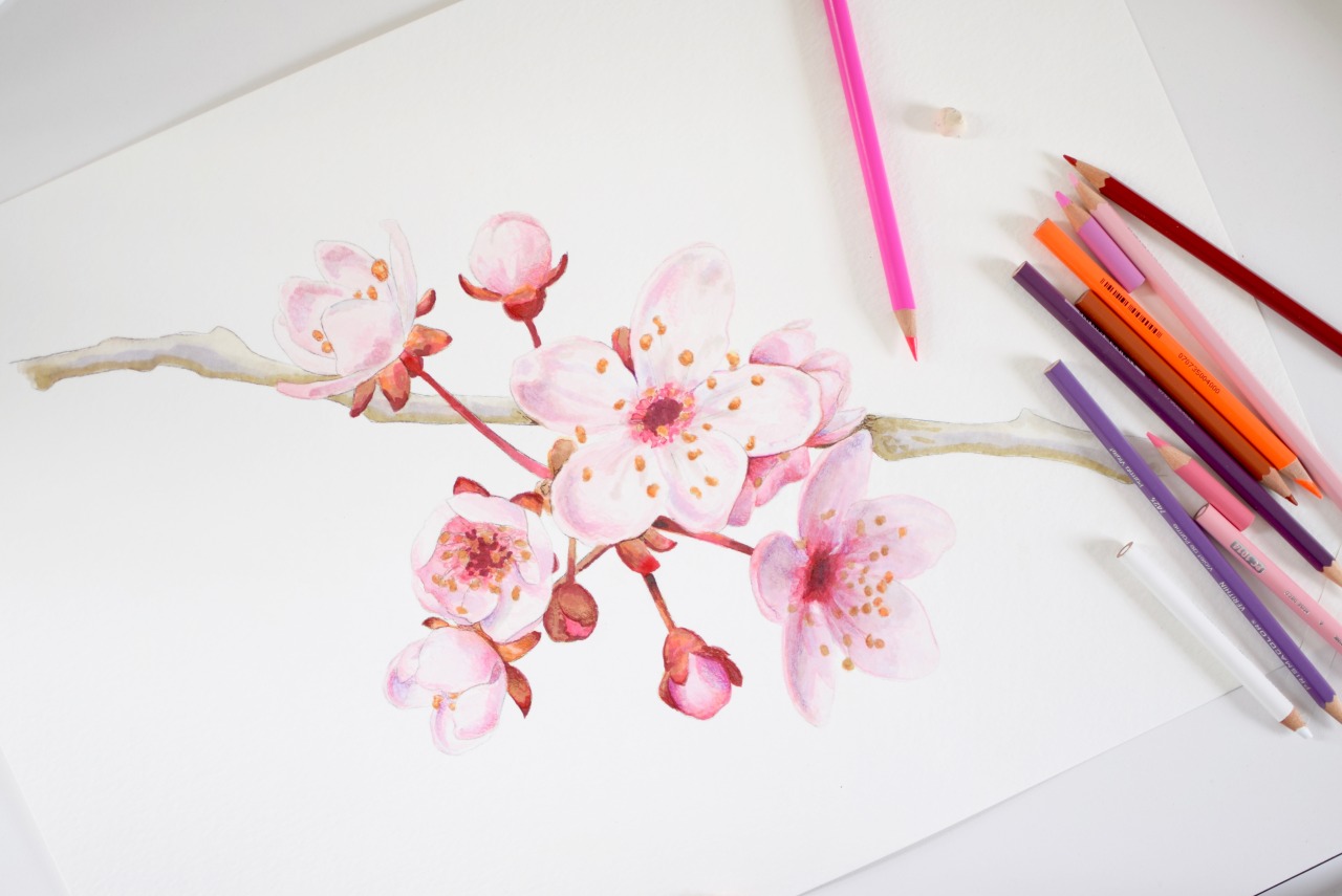 Kendyll Hillegas — cherry blossoms, in progress