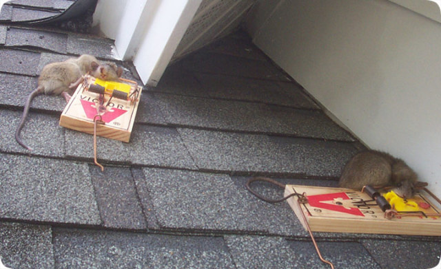 Rat Control: Inspection, Trapping & Baiting - Pest Control Melbourne