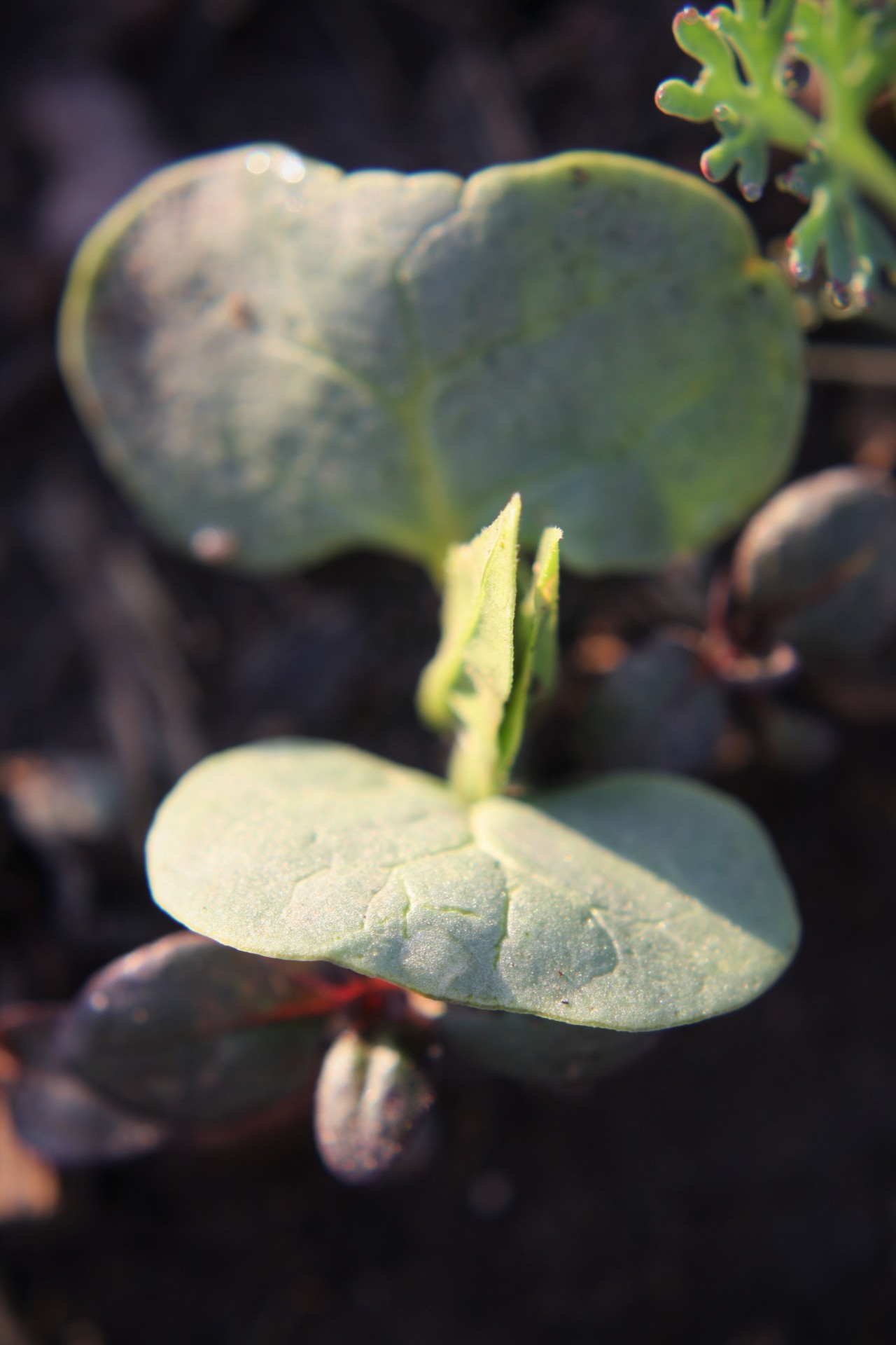 Closeup of a single sprout, which has two large, oval cotyledons and two small, pointy true leaves just emerging between them