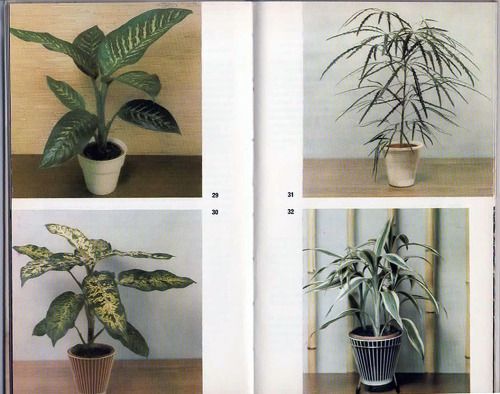 House plants, 1964.