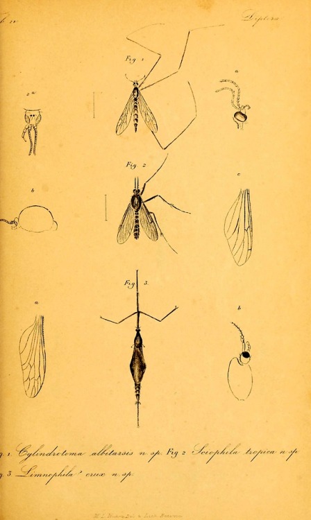 Diptera of the Dutch East Indies and related subjectsBy...