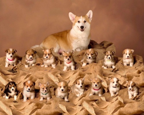 cashewmilkbaby:dos-leches:worldofcorgi:Proud mama of her 15...