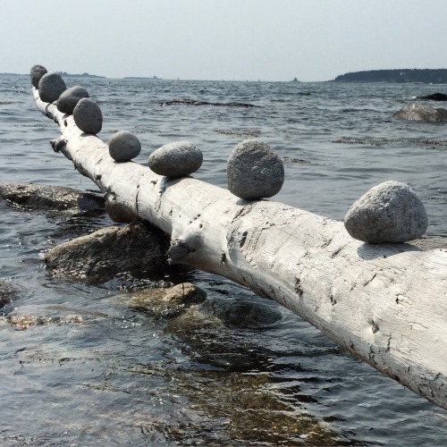 catherine-white:Rocks on a log. High tide.