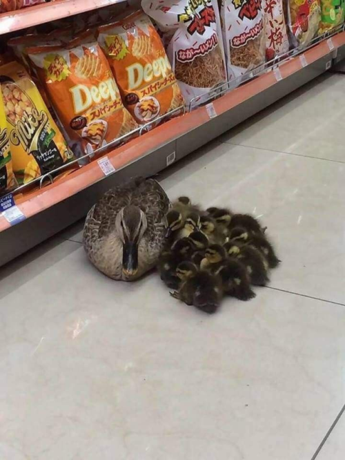 cutefunnybabyanimals:I think someone spilled a bag of ducks near...