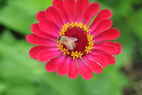 zoologicallyobsessed:European honey bees (Apis mellifera) on...