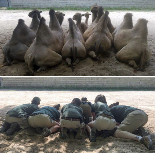 cockyhorror:catsbeaversandducks:What Happens When Zookeepers...