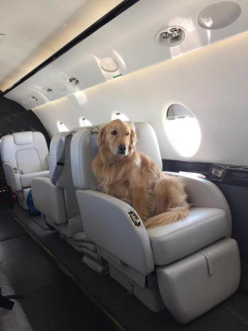 doggos-with-jobs:Calm, composed waiting to get off board