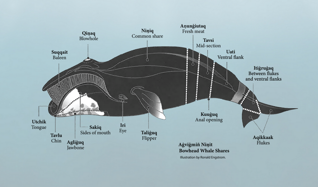 University Of Alaska Fairbanks - Iñupiaq Names For Whale Parts. [x]