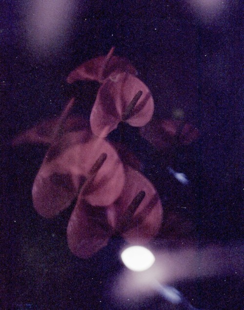 flamingo flowers in the dark